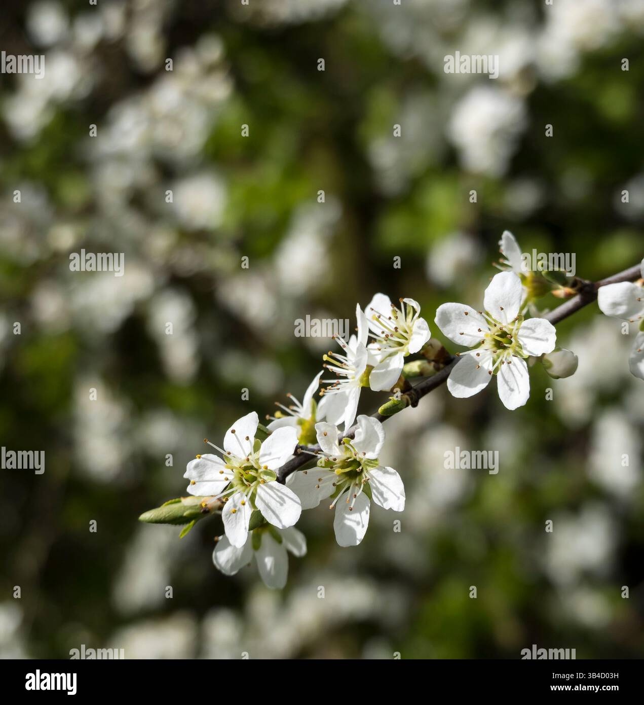 Blackthorn White Spring Blossom Banque D'Images Blackthorn White Spring Blossom Banque D'Images