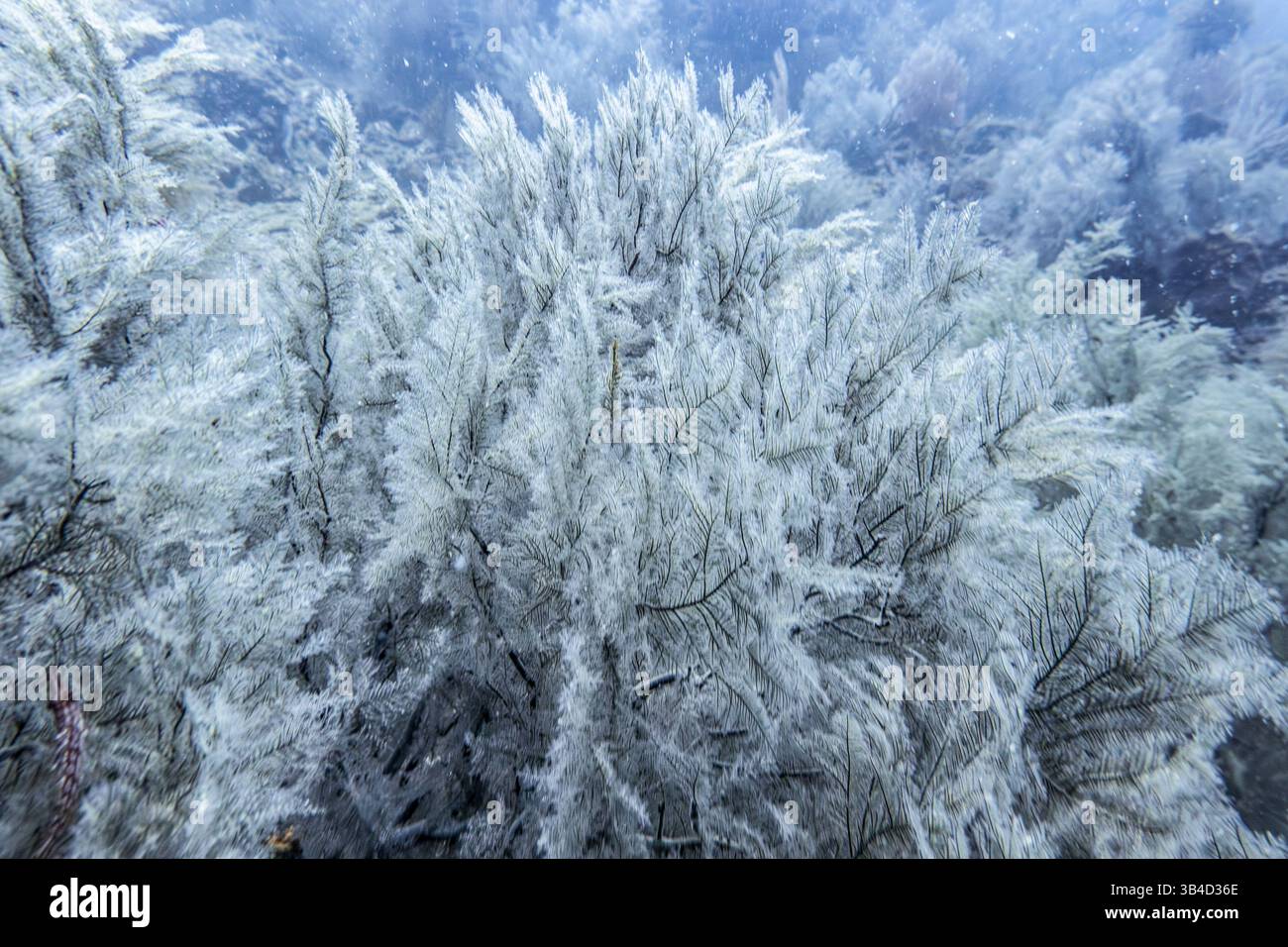 Vue sous-marine de plantes aquatiques, également appelées hydrophytes, au fond du fond de l'océan, Santa Catalina, district de Soná, Veraguas, Panama Banque D'Images