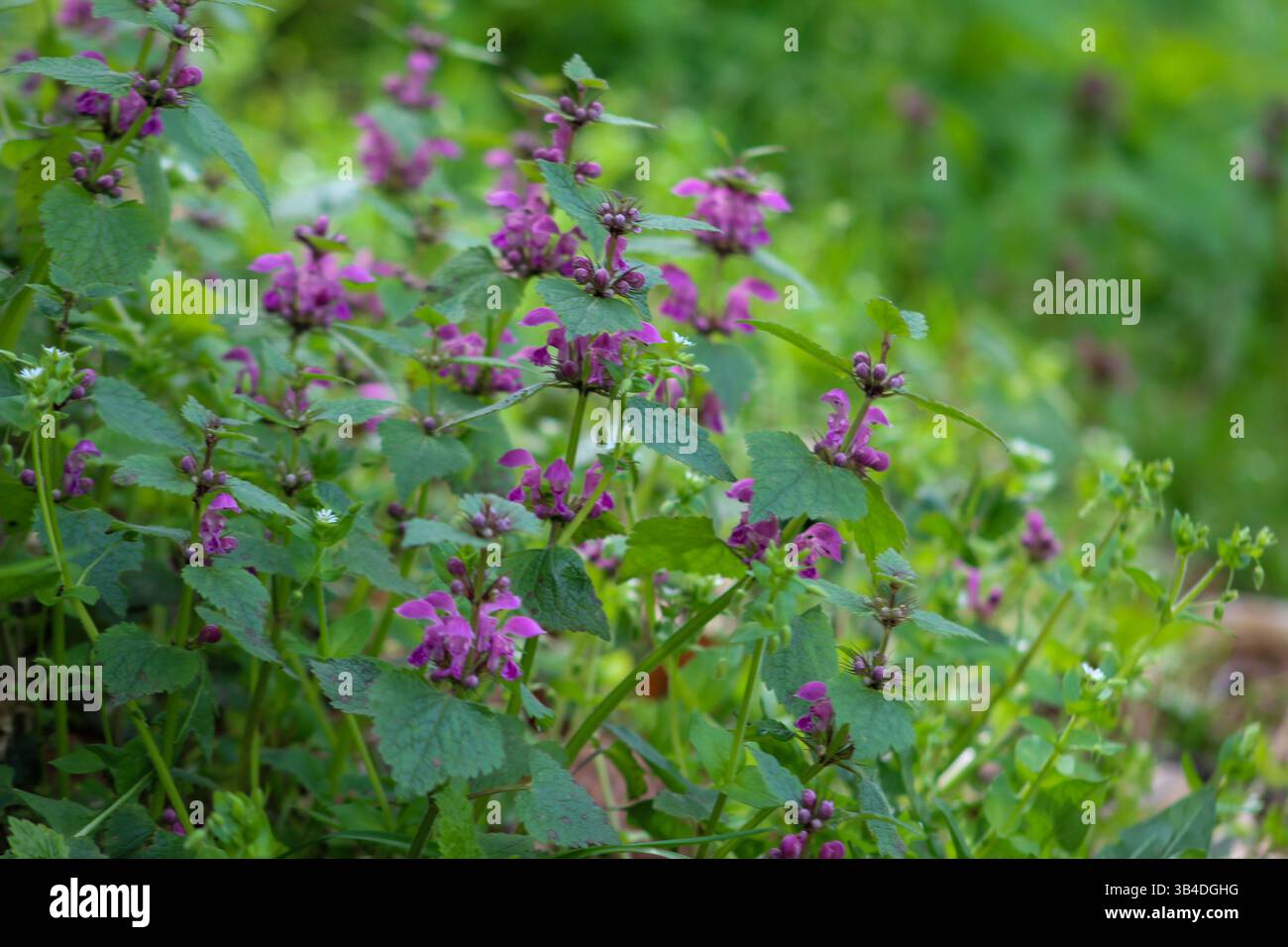 Rose vif fleurs d'ortie morte à pois (Lamium maculatum) fleurissant parmi le feuillage vert dans un pré printanier vibrant. Banque D'Images