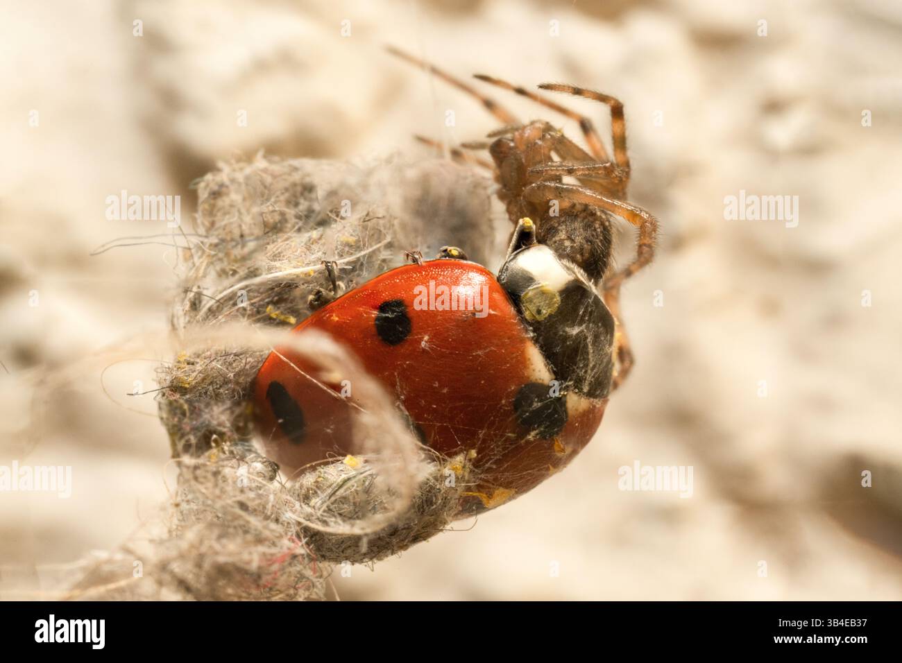 Araignée en proie à une coccinelle (Coccinellidae), enveloppée de soie, macro gros plan montrant l'interaction prédateur-proie dans des conditions naturelles. Banque D'Images