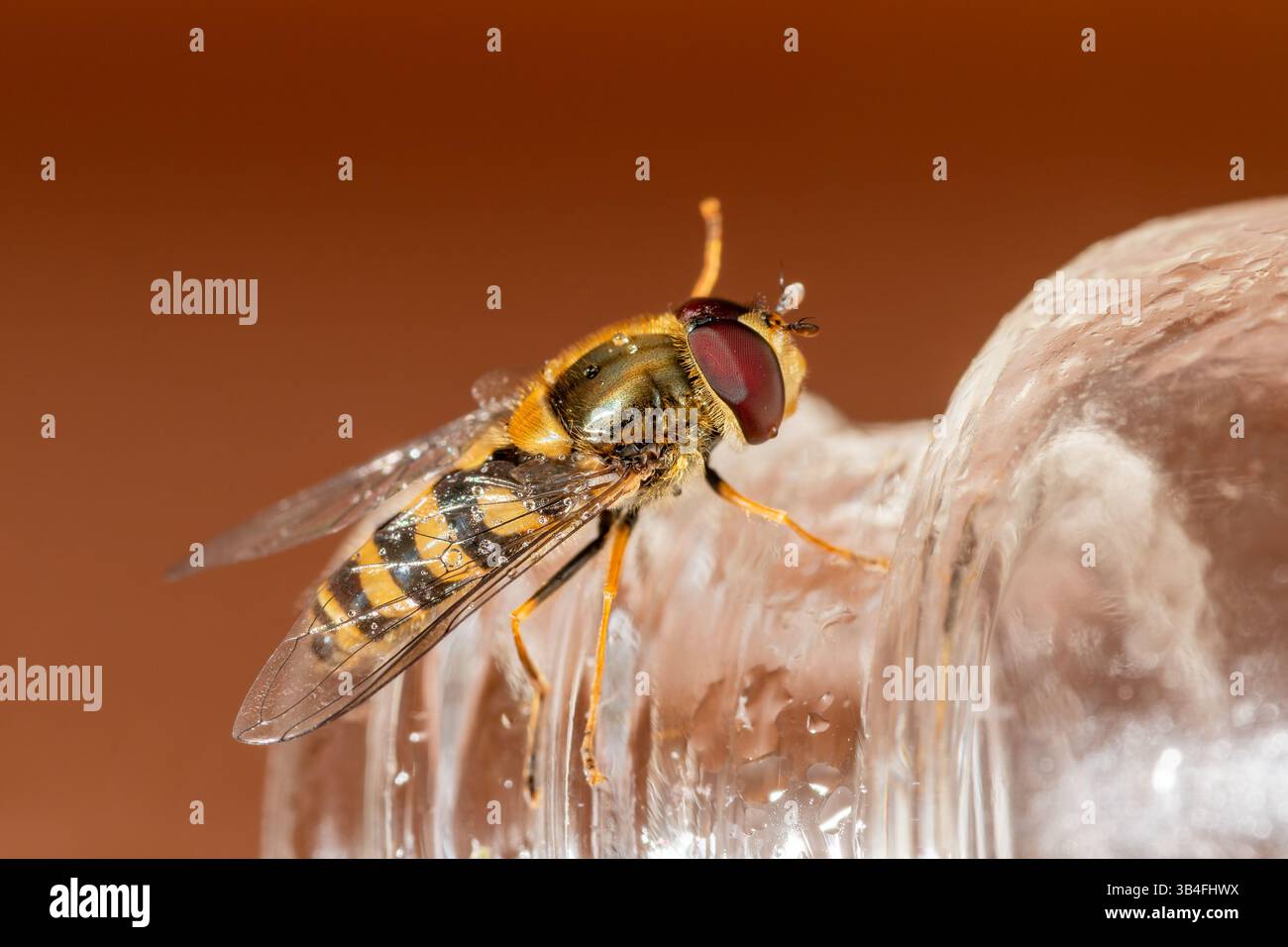 Gros plan de Syrphus vitripennis hoverfly avec des gouttelettes d'eau sur bois, Saint-Genis-Laval, France. Banque D'Images