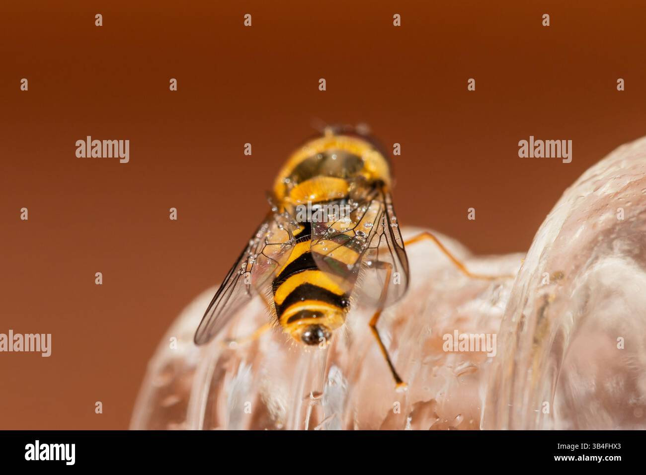 Gros plan de Syrphus vitripennis hoverfly avec des gouttelettes d'eau sur bois, Saint-Genis-Laval, France. Banque D'Images