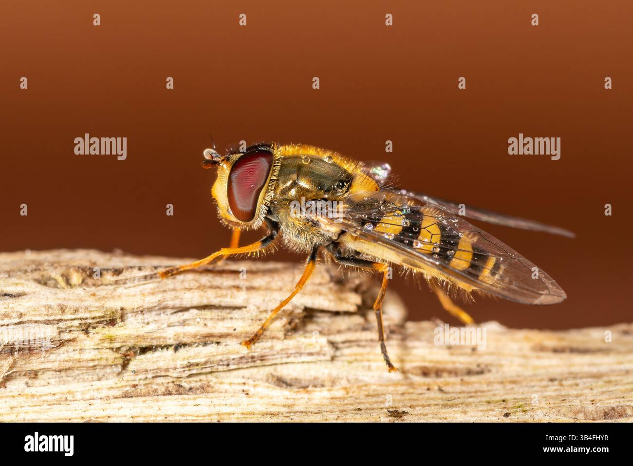 Gros plan de Syrphus vitripennis hoverfly avec des gouttelettes d'eau sur bois, Saint-Genis-Laval, France. Banque D'Images