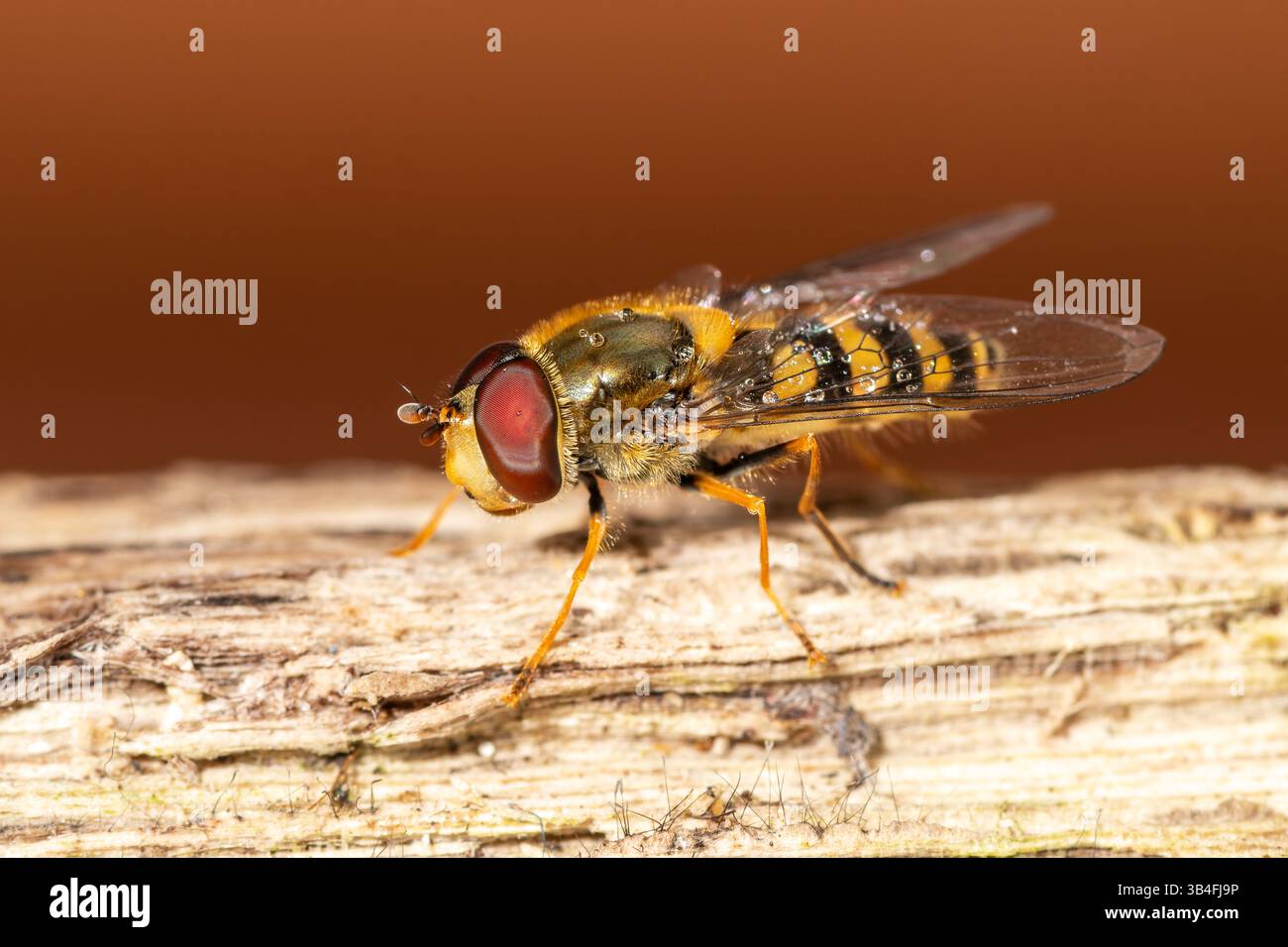 Gros plan de Syrphus vitripennis hoverfly avec des gouttelettes d'eau sur bois, Saint-Genis-Laval, France. Banque D'Images