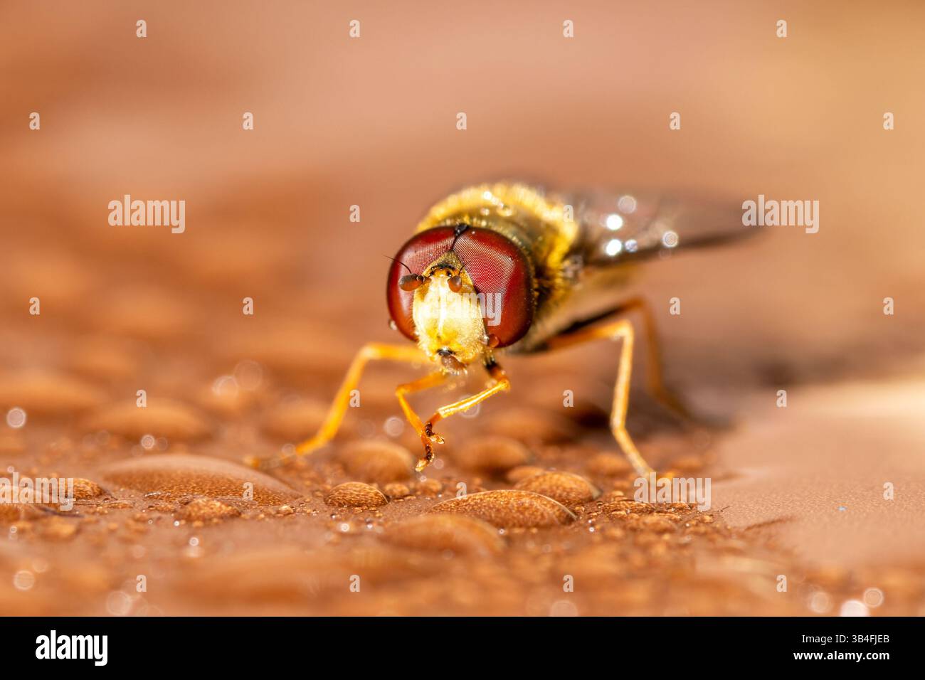 Gros plan de Syrphus vitripennis hoverfly avec des gouttelettes d'eau sur bois, Saint-Genis-Laval, France. Banque D'Images