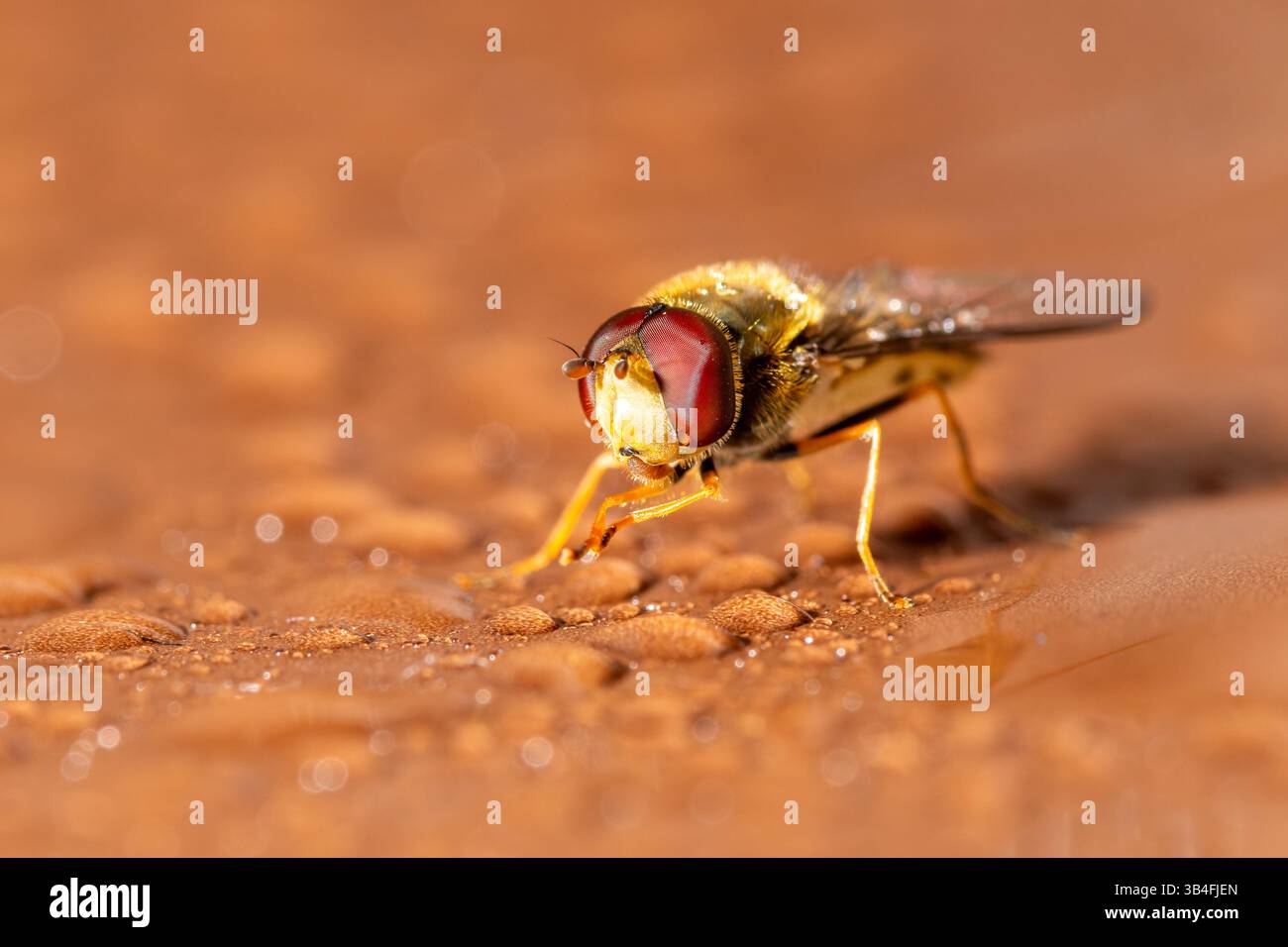 Gros plan de Syrphus vitripennis hoverfly avec des gouttelettes d'eau sur bois, Saint-Genis-Laval, France. Banque D'Images