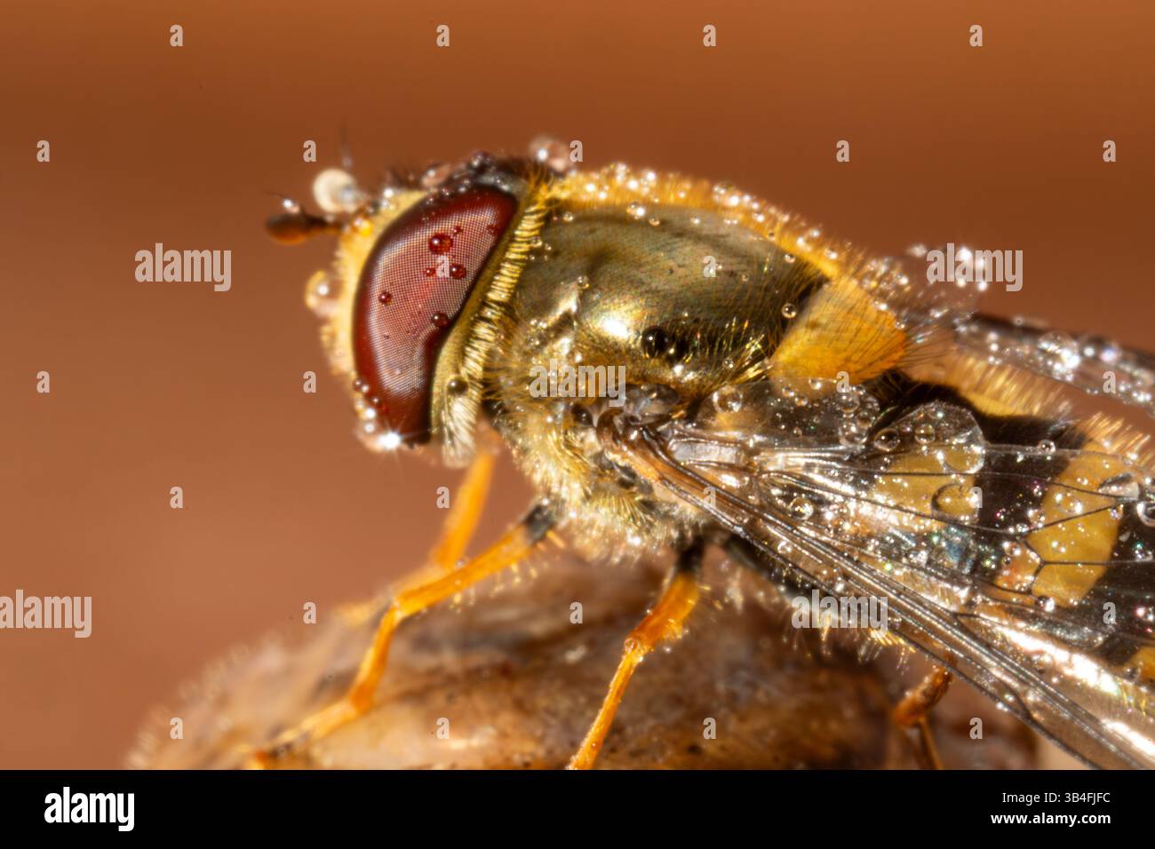 Gros plan de Syrphus vitripennis hoverfly avec des gouttelettes d'eau sur bois, Saint-Genis-Laval, France. Banque D'Images