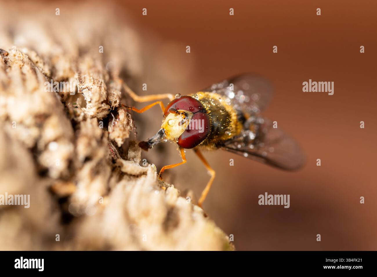 Gros plan de Syrphus vitripennis hoverfly avec des gouttelettes d'eau sur bois, Saint-Genis-Laval, France. Banque D'Images