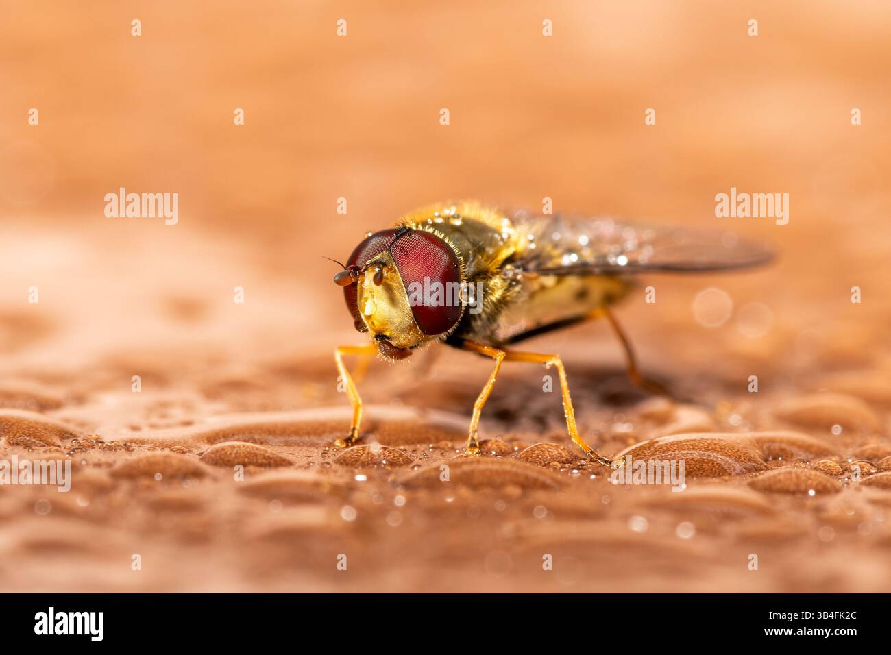 Gros plan de Syrphus vitripennis hoverfly avec des gouttelettes d'eau sur bois, Saint-Genis-Laval, France. Banque D'Images