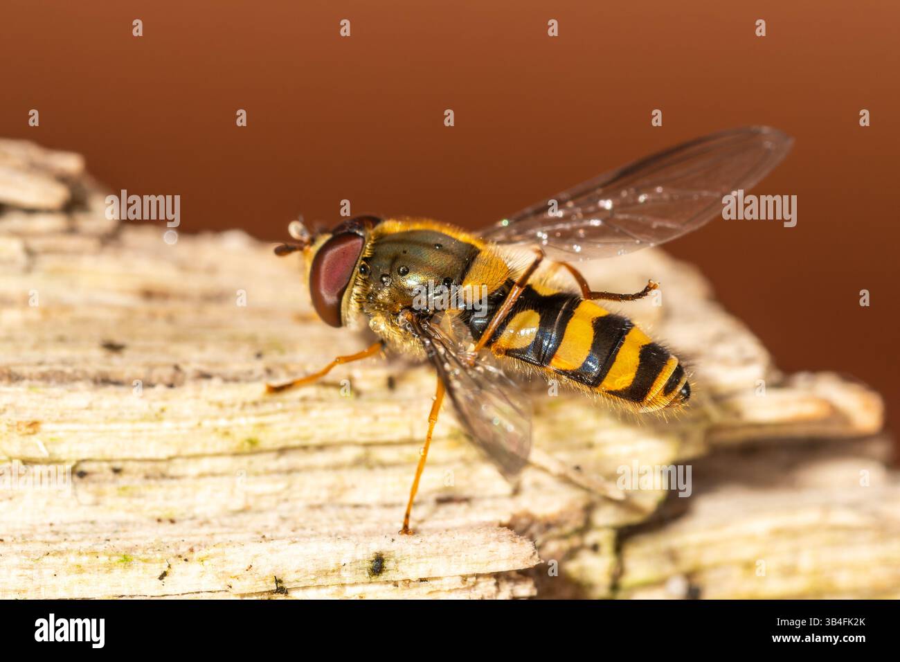 Gros plan de Syrphus vitripennis hoverfly avec des gouttelettes d'eau sur bois, Saint-Genis-Laval, France. Banque D'Images