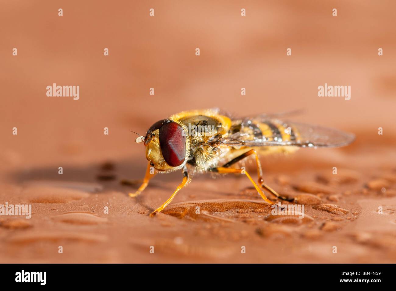 Gros plan de Syrphus vitripennis hoverfly avec des gouttelettes d'eau sur bois, Saint-Genis-Laval, France. Banque D'Images