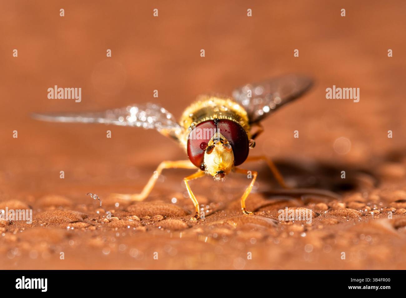 Gros plan de Syrphus vitripennis hoverfly avec des gouttelettes d'eau sur bois, Saint-Genis-Laval, France. Banque D'Images