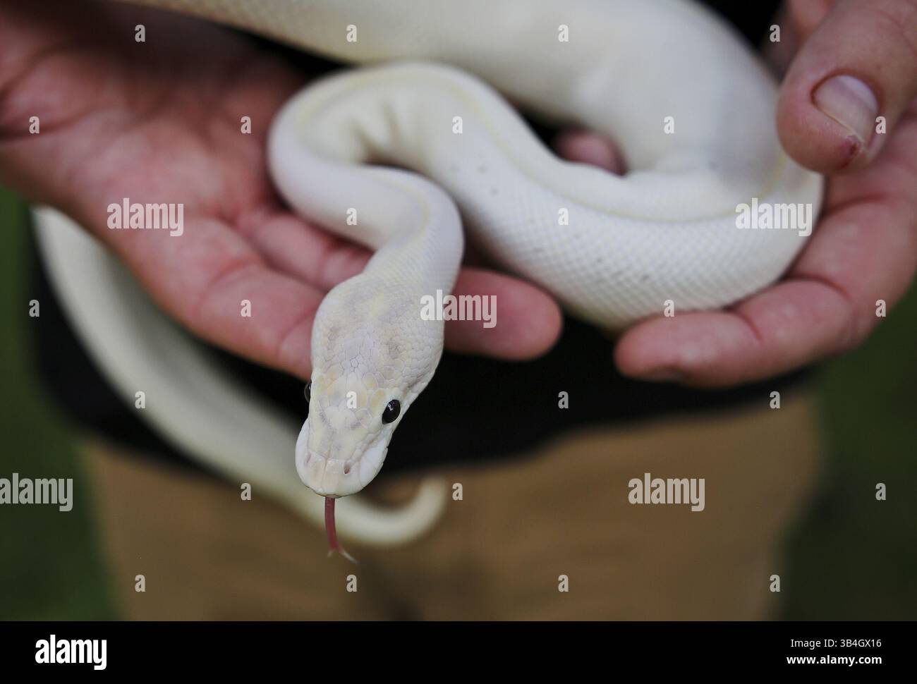 28 août 2015 - Orlando, FL, USA - P.J. Suss tient un Python Ivory Ball, à gauche, le 28 août 2015 à Orlando, Fla. Suss élève et élève des pythons de balle comme une entreprise et ne pense pas qu'un serpent peut être un animal d'assistance. (Crédit image : © Jacob Langston/TNS via ZUMA Wire) Banque D'Images