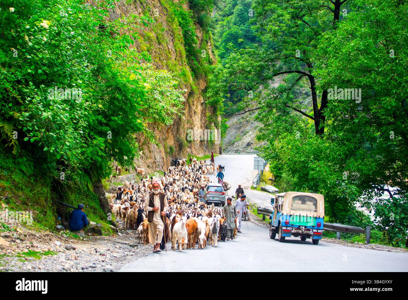 Mansehra, KPK, Pakistan - 12 juin 2024 : les bergers guident leurs chèvres en train de saigner à travers le sentier serpentin de montagne Hindu Kush Banque D'Images