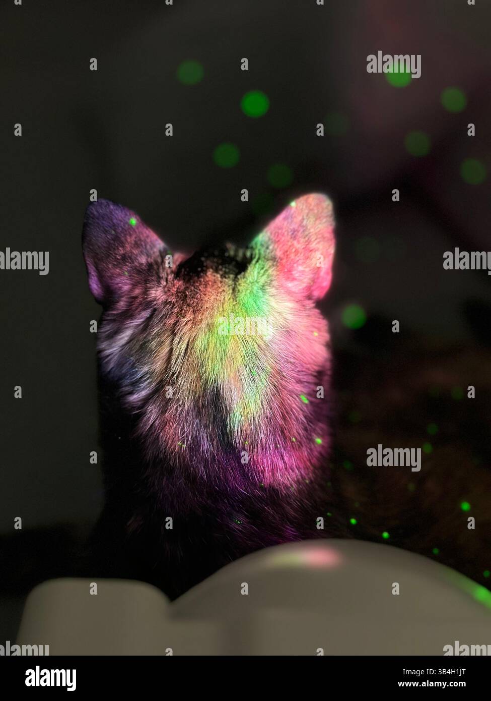 Prendre une photo de mon chat mignon au hasard la nuit - Image de stock capturée avec un smartphone Prendre une photo de mon chat mignon au hasard la nuit - Image de stock capturée avec un smartphone
