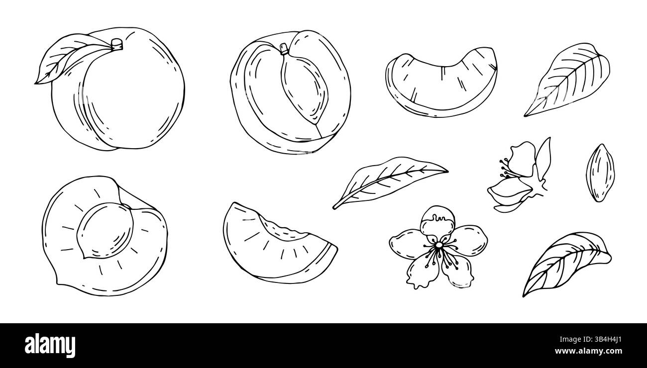 Ensemble de pêches dessinées à la main. Collection de dessins de fruits d'été de style croquis. Pêche, moitié, feuille de pêche et fleur pour paquet, dessins. Illustrations vectorielles. Illustration de Vecteur