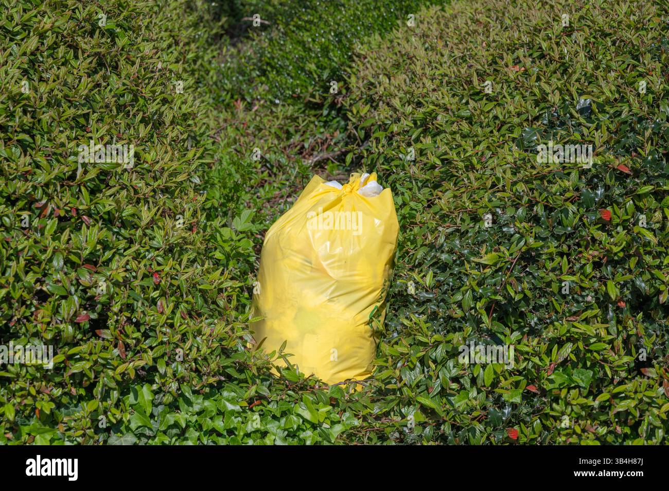 En plein centre d'un buisson, un sac à ordures jaune vif se trouve en évidence, contrastant avec la verdure environnante Banque D'Images
