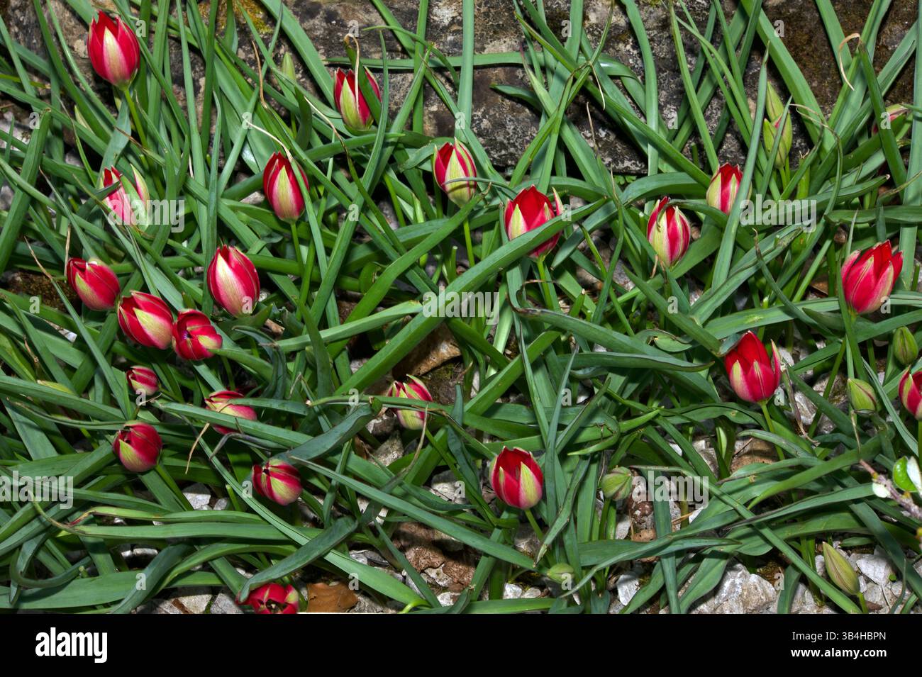 Tulipa montana est originaire des montagnes de l'Iran et du Turkménistan. Il fleurit au début du printemps. Banque D'Images