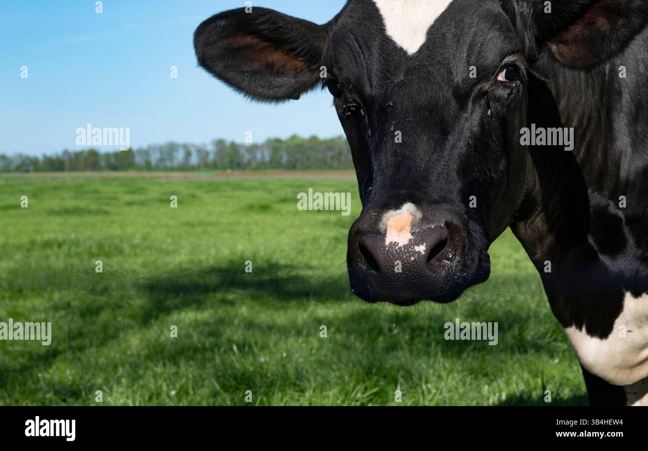 La tête d'une vache noire et blanche apparaît à droite dans un paysage de pâturage vert. L'animal regarde dans la caméra Banque D'Images