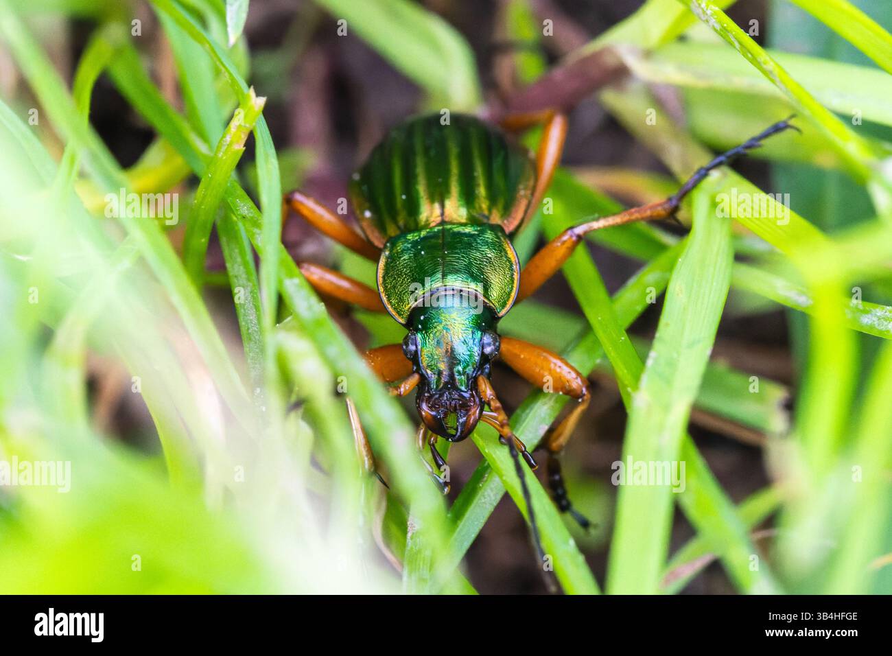 Coléoptère doré (Carabus auratus) parmi l'herbe, Dompierre-sur-Besbre, France. Banque D'Images