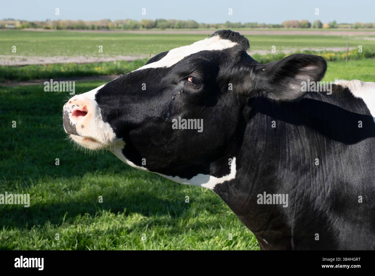 Vue latérale d'une vache noire et blanche fière, arrogante et méfiante dans un pâturage vert. Paysage de pâturage en arrière-plan Banque D'Images