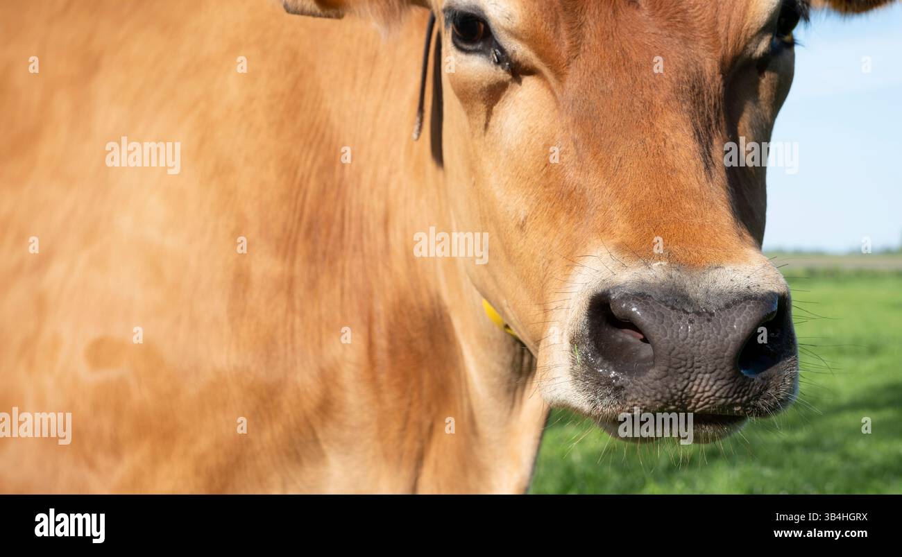 La vache Jersey bronzée légère, une race britannique de petite vache laitière. La vache regarde dans la caméra, se concentre sur le nez. Copyspace sur le corps Banque D'Images