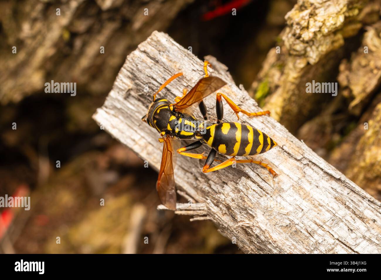 Guêpe commune (Vespula sp.) reposant sur du bois altéré, gros plan d'une guêpe sociale jaune et noire montrant une coloration d'avertissement dans l'habitat naturel. Banque D'Images