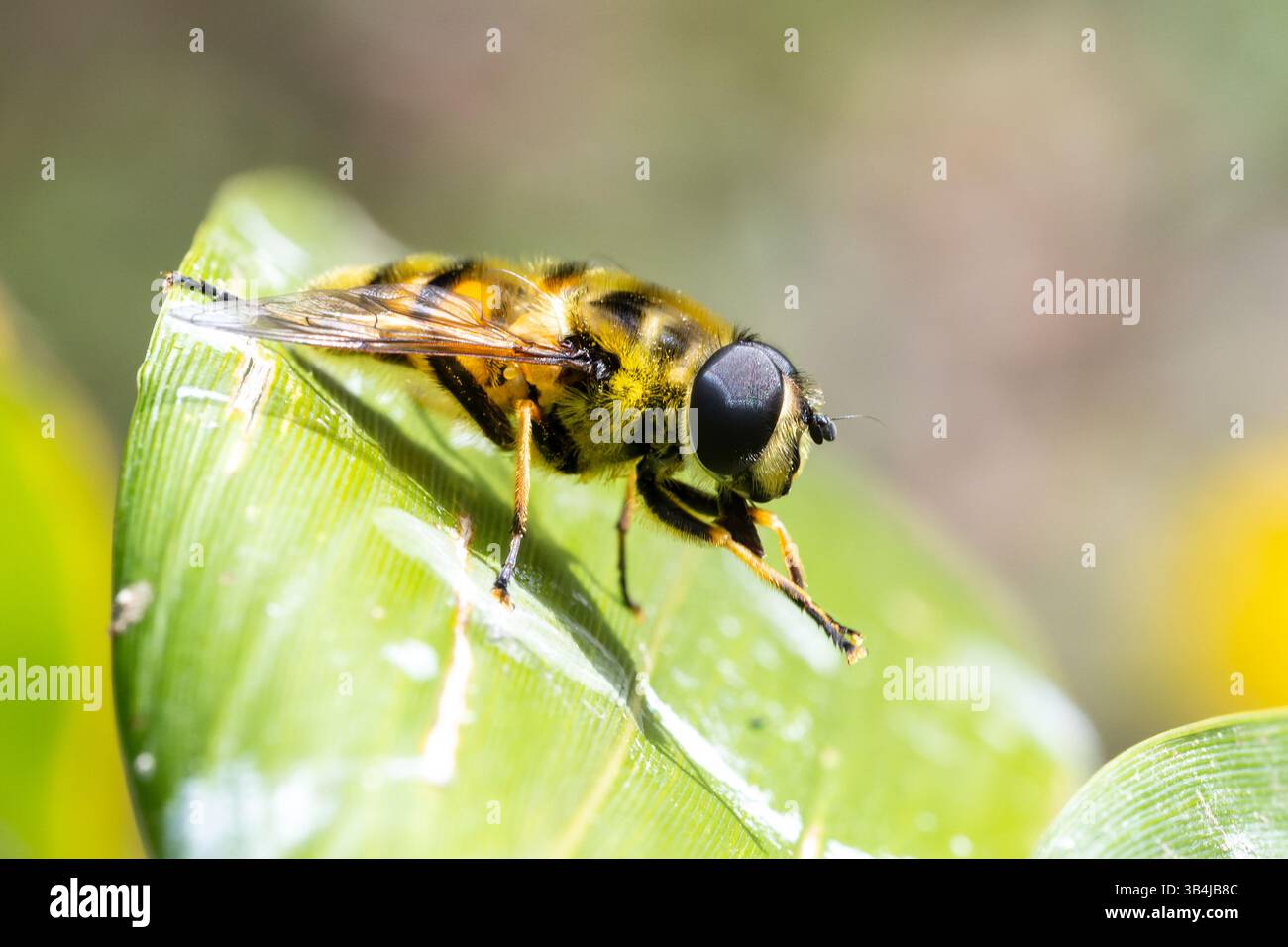 Mouche Syrphidae non identifiée se toilettant sur une feuille verte. Macro gros plan révèle les détails complexes de son corps et de son comportement de nettoyage. Banque D'Images