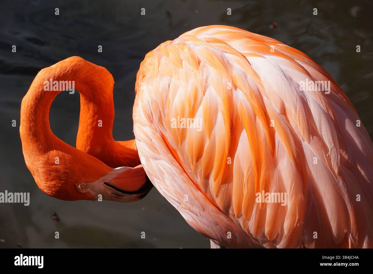 Gros plan d'un flamant rose élégant nettoyant ses belles plumes roses et oranges avec son grand bec au bord de l'eau des marécages des Everglades de Floride Banque D'Images