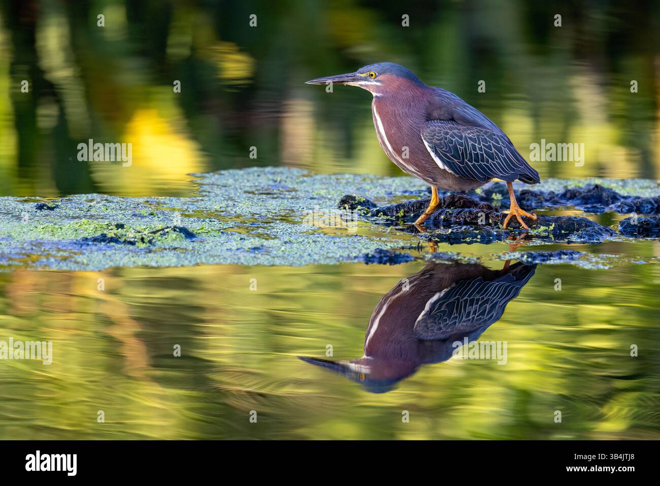 Heron vert (Butorides virescens) - Green Cay Wetlands, Boynton Beach, Floride, États-Unis Banque D'Images