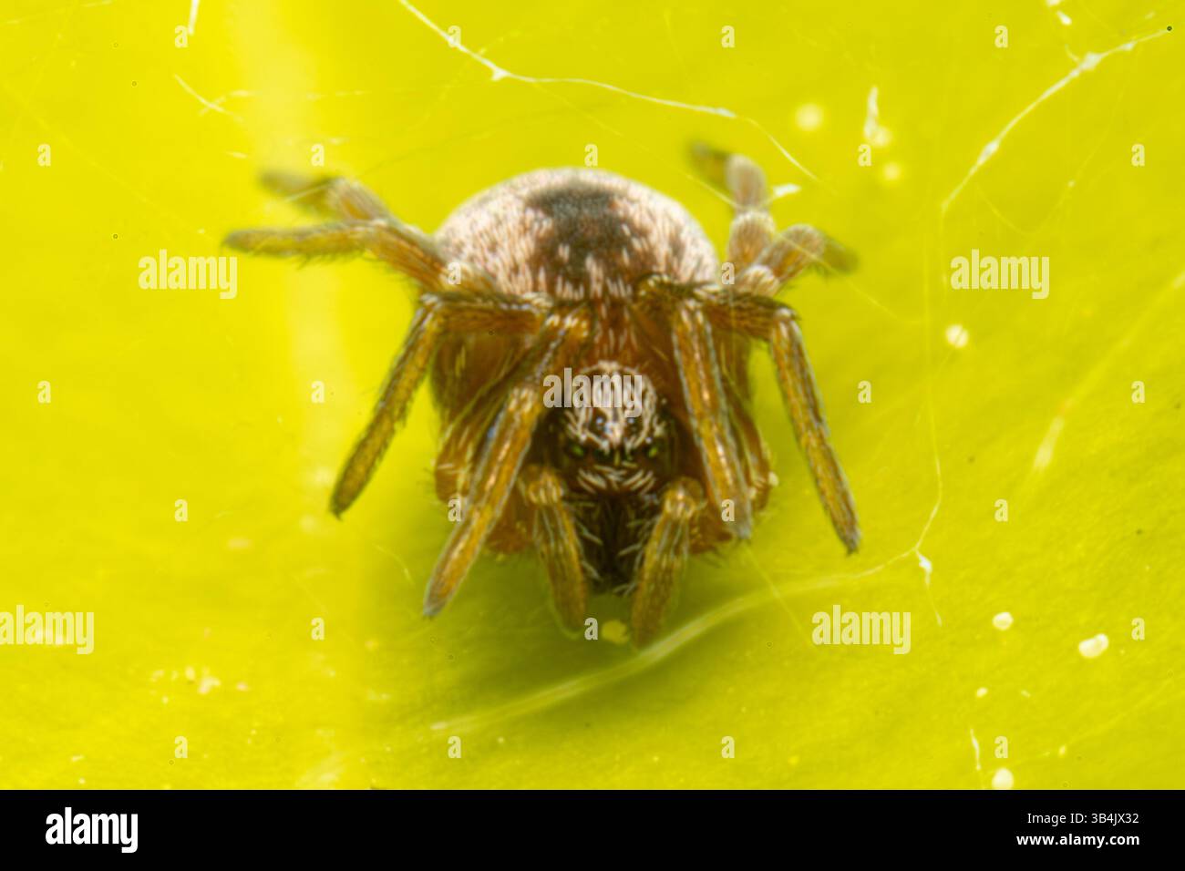 Dictyna spec. araignée reposant sur une feuille verte, mettant en valeur sa forme délicate et ses marques corporelles détaillées dans un plan macro. Banque D'Images