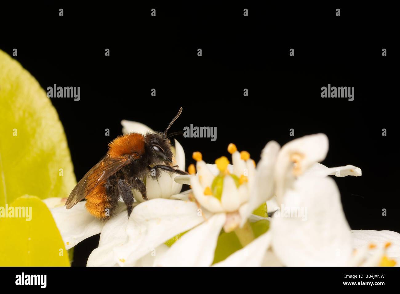 Abeille minière fauve femelle (Andrena fulva) collectant le pollen d'une fleur blanche au printemps, mettant en valeur ses caractéristiques distinctives et sa pollinisation behav Banque D'Images