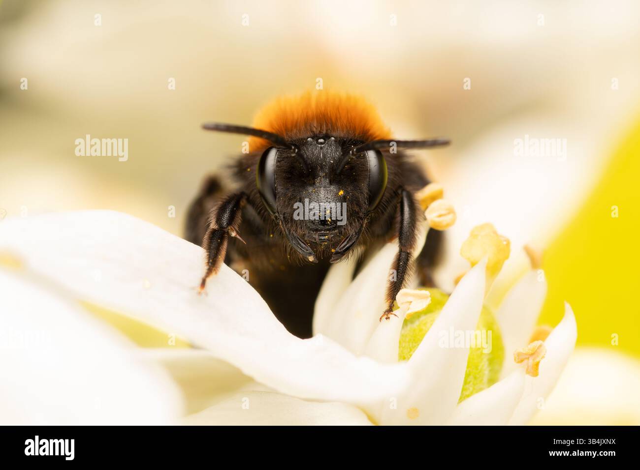Abeille minière fauve femelle (Andrena fulva) collectant le pollen d'une fleur blanche au printemps, mettant en valeur ses caractéristiques distinctives et sa pollinisation behav Banque D'Images