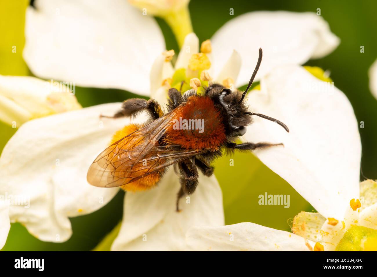Abeille minière fauve femelle (Andrena fulva) collectant le pollen d'une fleur blanche au printemps, mettant en valeur ses caractéristiques distinctives et sa pollinisation behav Banque D'Images