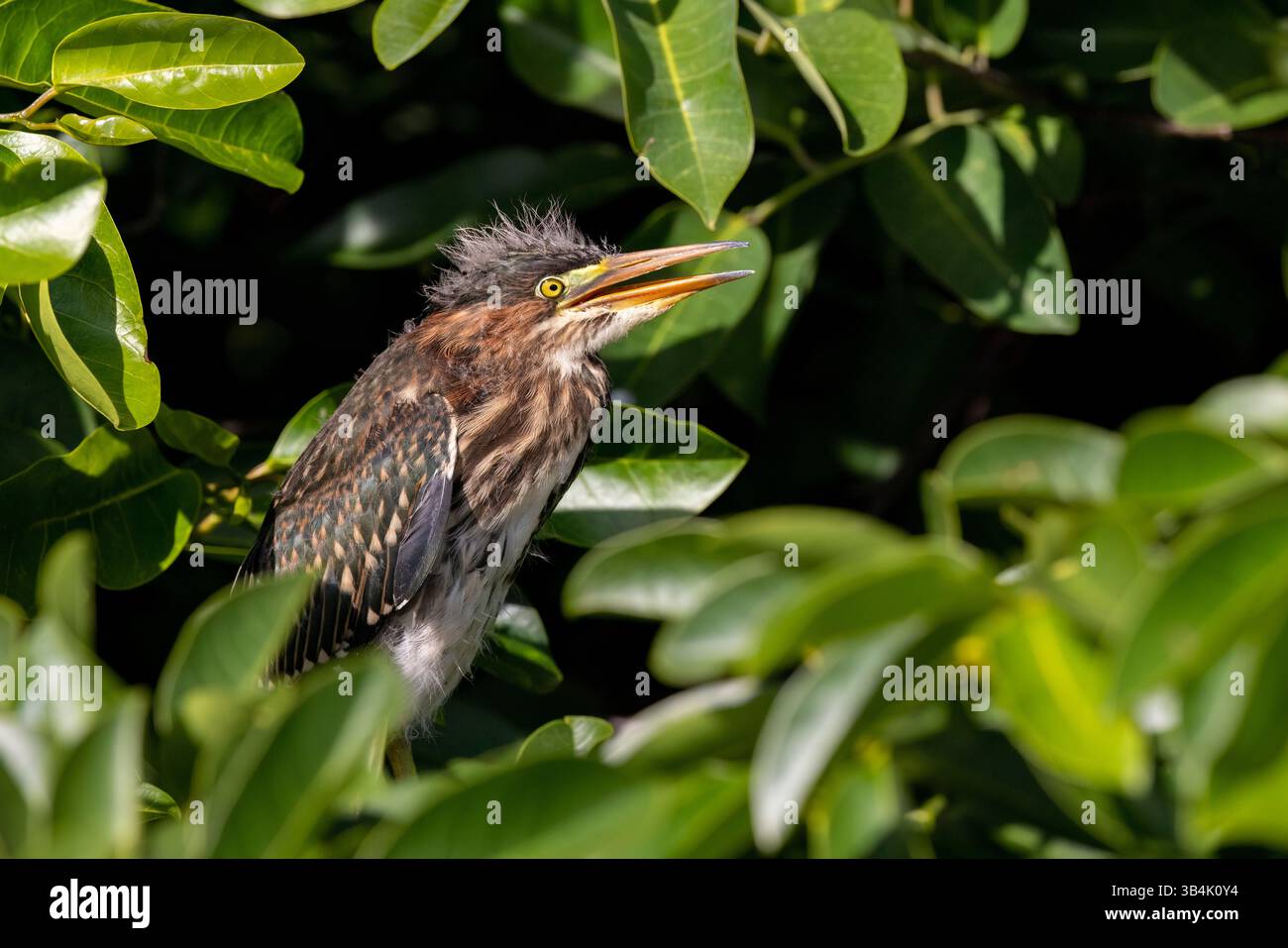 Héron vert juvénile (Butorides virescens) - Green Cay Wetlands, Boynton Beach, Floride, États-Unis Banque D'Images