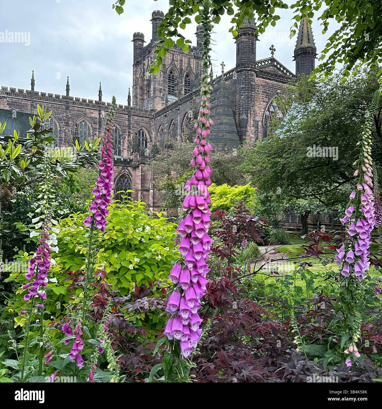 Cathédrale de Chester encadrée par des gants de foxgant en fleurs en été, mélangeant des couleurs florales vibrantes à l'architecture gothique à Chester, en Angleterre. - Image de stock capturée avec un smartphone