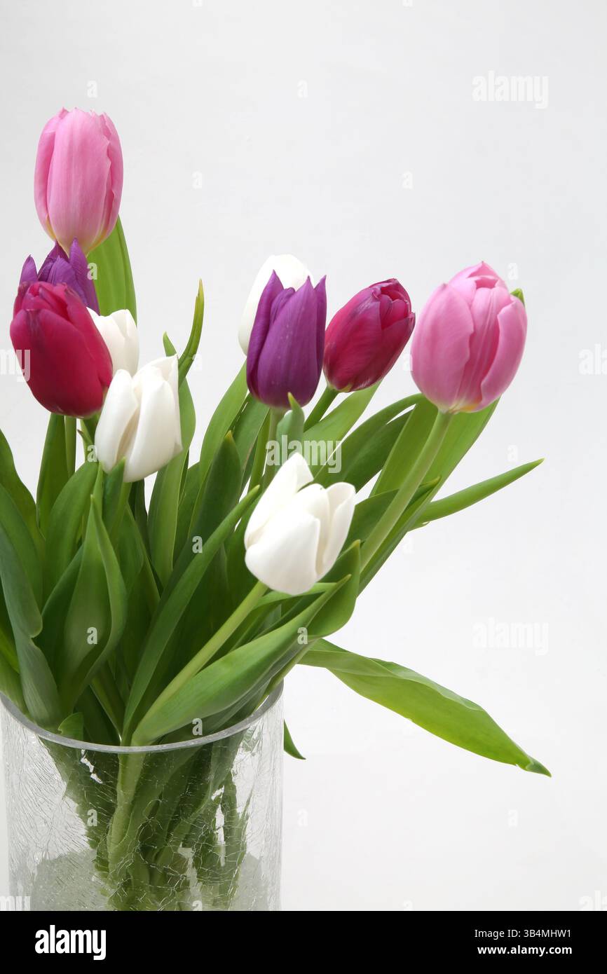 Tulipes violettes et roses dans un vase en verre fait à la main Banque D'Images