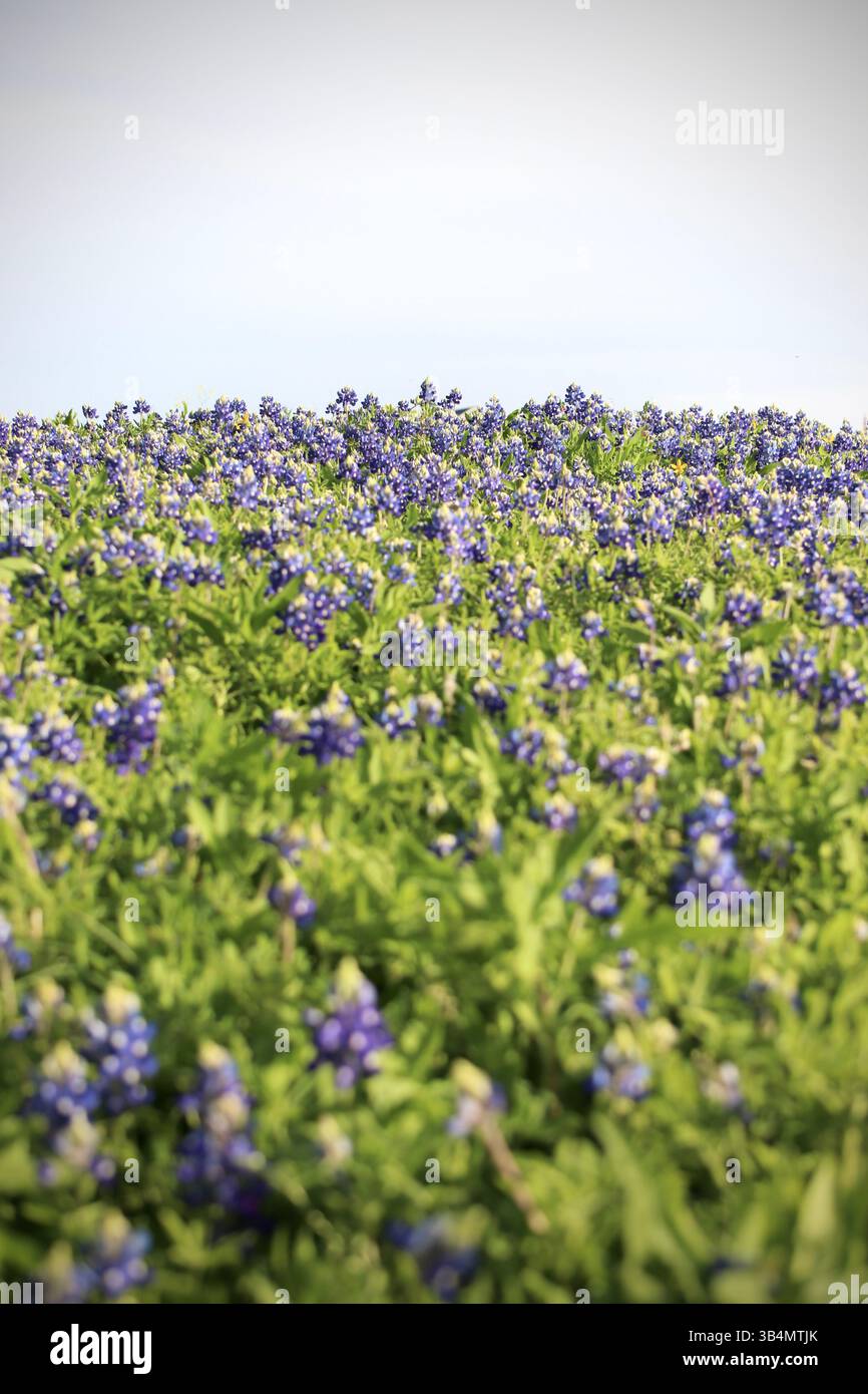 Bluebonnet Field au Texas Banque D'Images