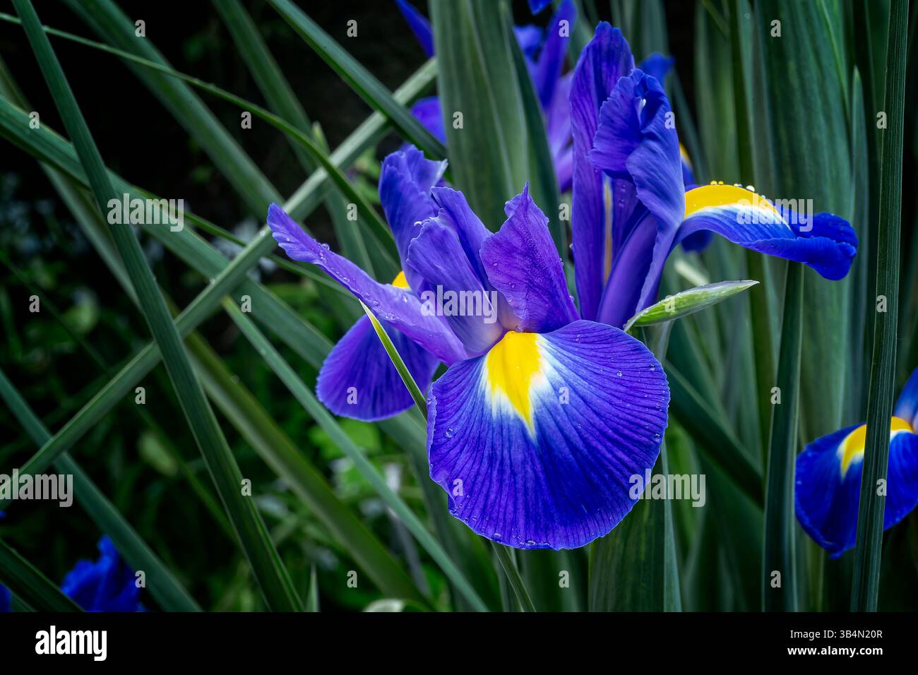 Iris néerlandais (Iris ×hollandica cv. Blue Magic), Iridacées. Herbe rhizomateuse vivace, plante ornementale, fleur bleue. Banque D'Images