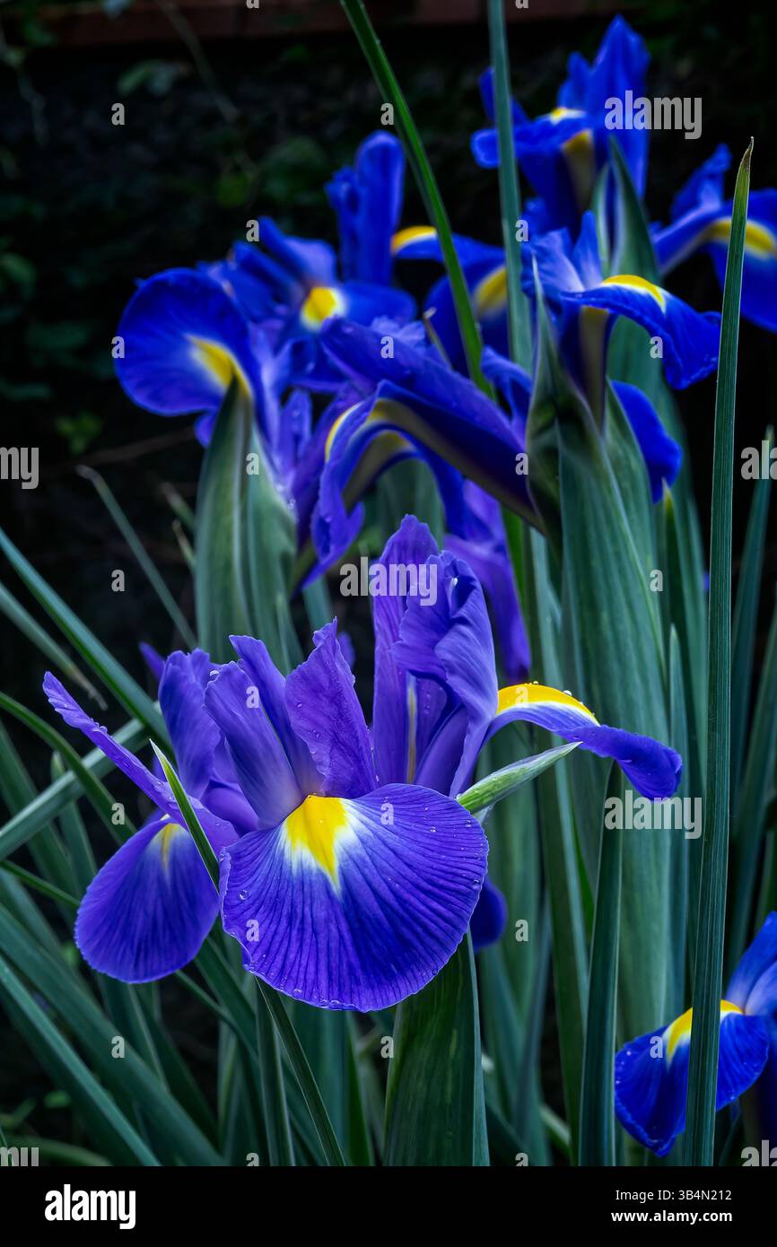 Iris néerlandais (Iris ×hollandica cv. Blue Magic), Iridacées. Herbe rhizomateuse vivace, plante ornementale, fleur bleue. Banque D'Images