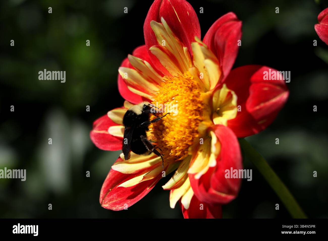 Un bourdon chubby assis à l'intérieur d'une fleur rouge et jaune. Prise en Oregon. Banque D'Images