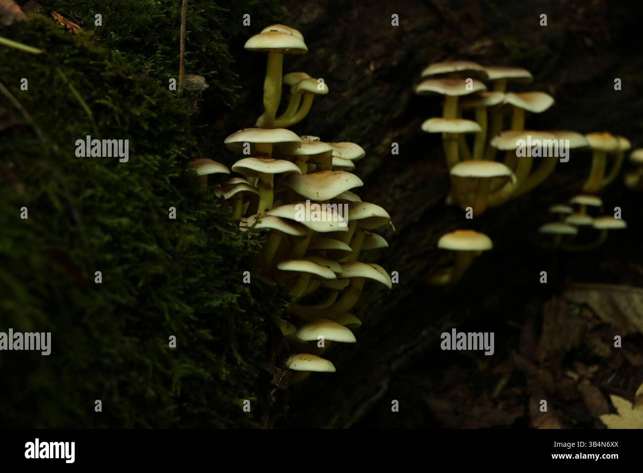 Un grand groupe de champignons jaune pâle poussant dans une forêt sombre et moussue. Prise au parc naturel de Powell Butte à Portland, Oregon Banque D'Images