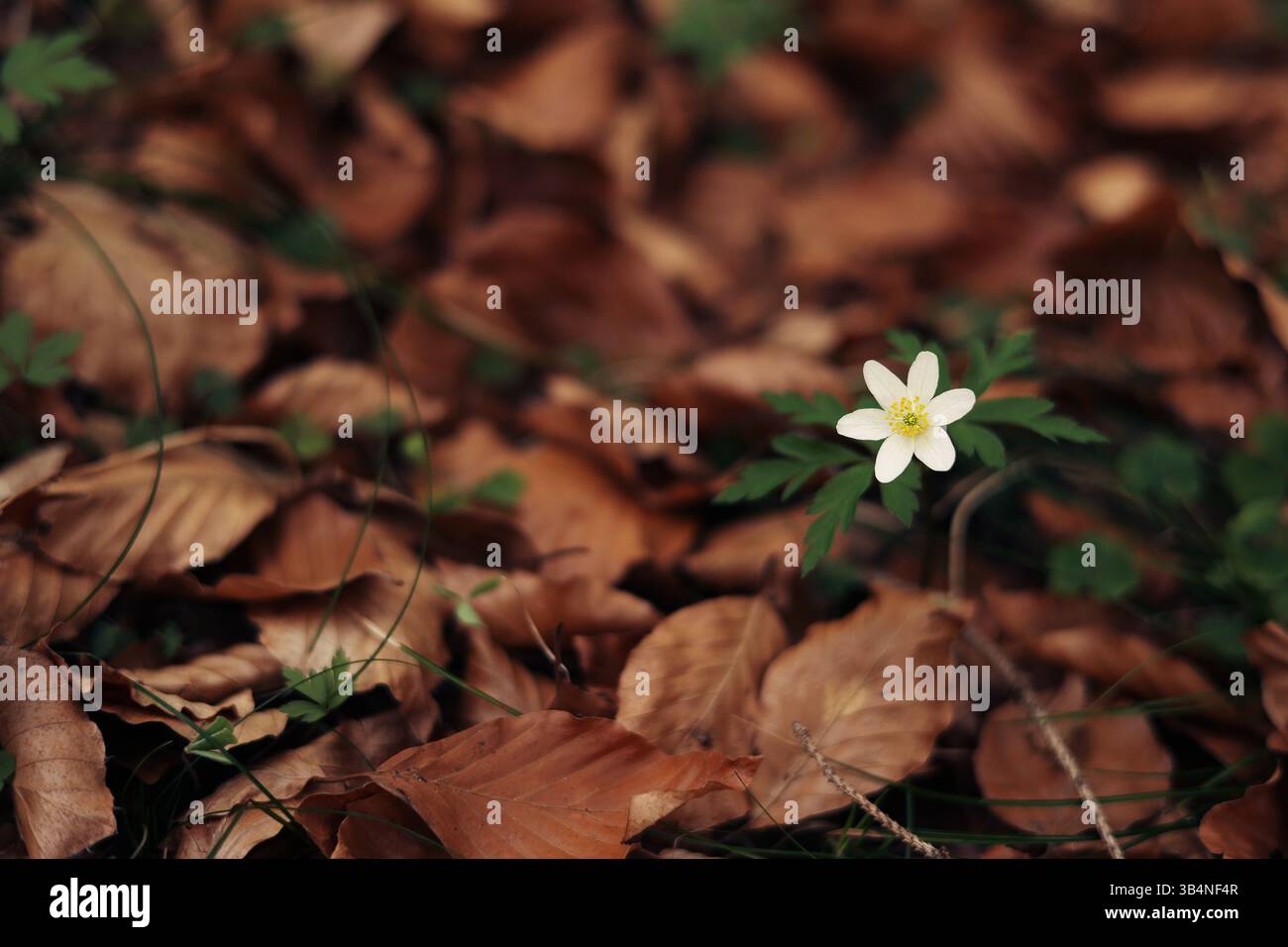 fleur parmi les feuilles tombées dans la forêt de printemps Banque D'Images