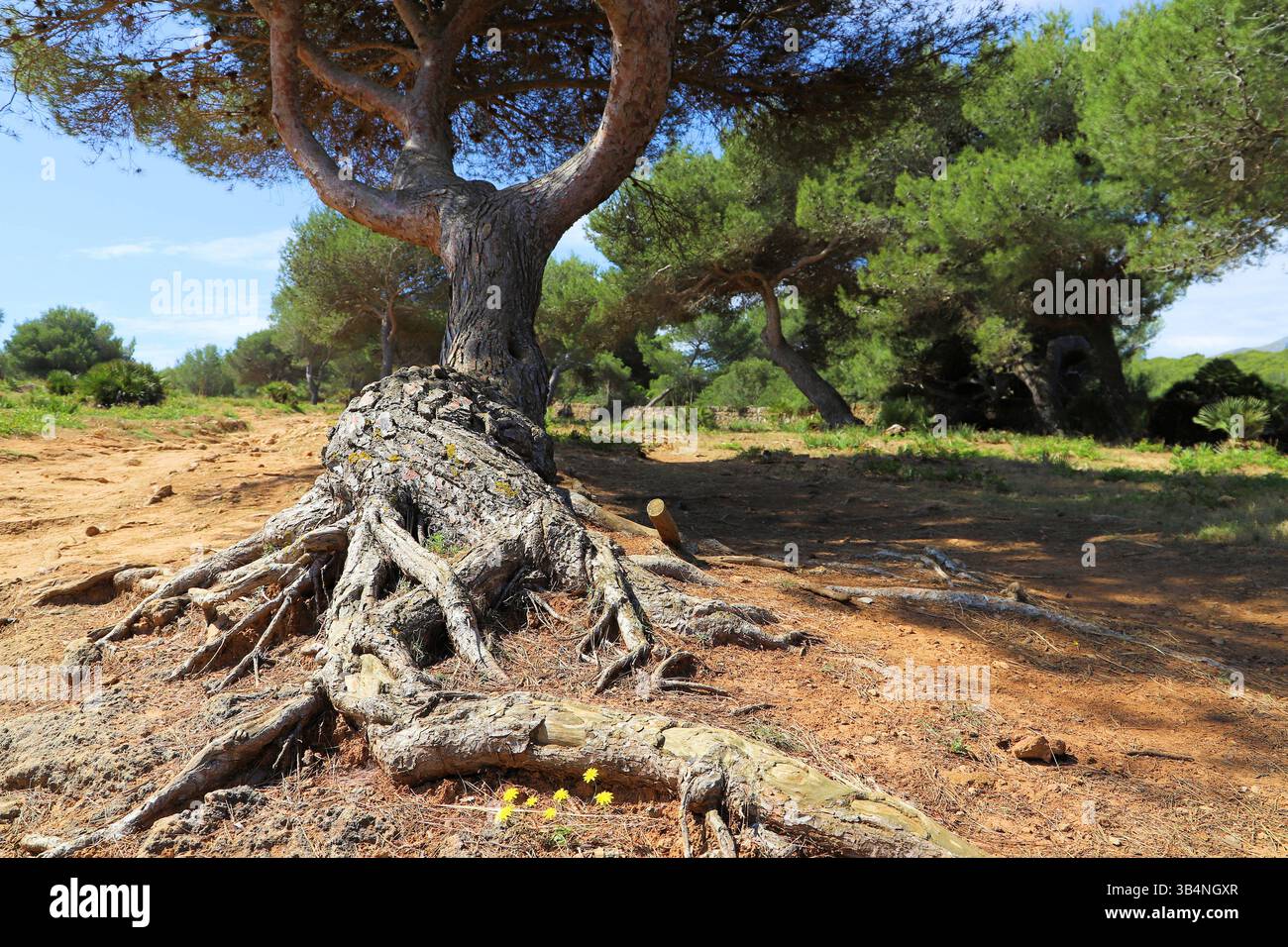Racines d'un pin à Majorque, Espagne Banque D'Images