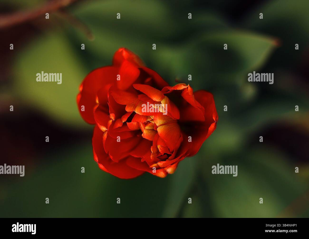 fleur de coquelicot vue de dessus en gros plan Banque D'Images