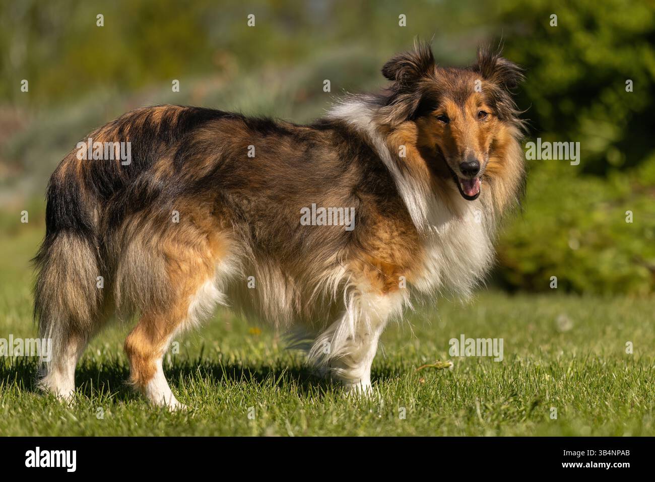 Portrait d'une femelle chien Sheltie dans un jardin au printemps à l'extérieur Banque D'Images