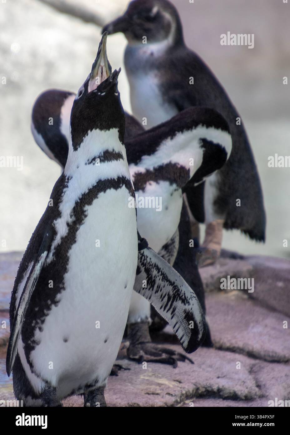 Un groupe de pingouins noirs et blancs se rassemble près du bord de l'eau, affichant un comportement social. Un pingouin appelle tandis que d'autres semblent curieux Banque D'Images
