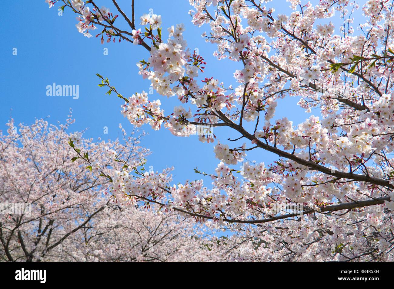 Gros plan des cerisiers en fleurs avec Blue Sky au printemps Banque D'Images