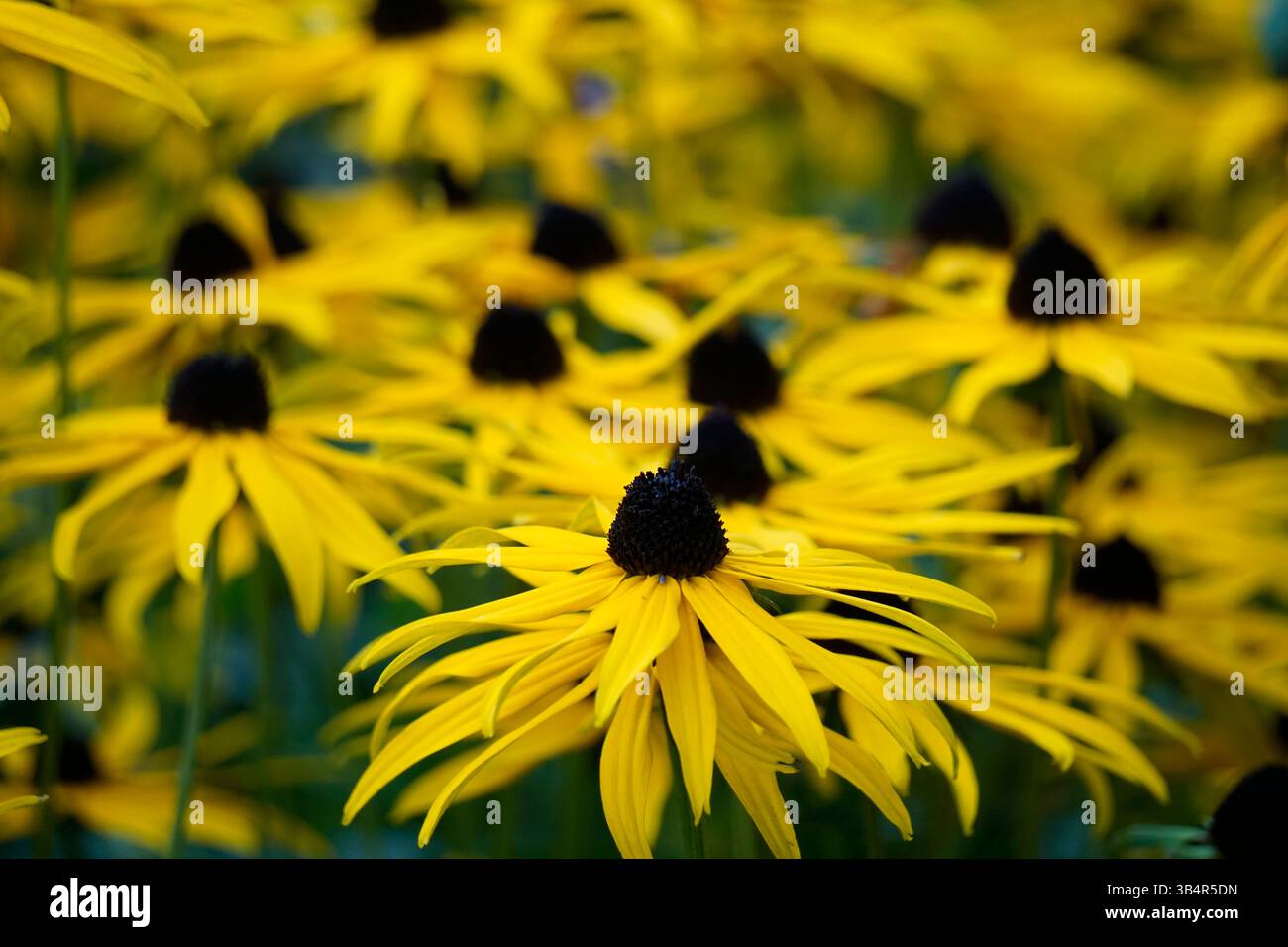Fleurs de Susan aux yeux noirs avec des pétales jaune vif et des centres sombres fleurissant dans un jardin d'été animé. Banque D'Images