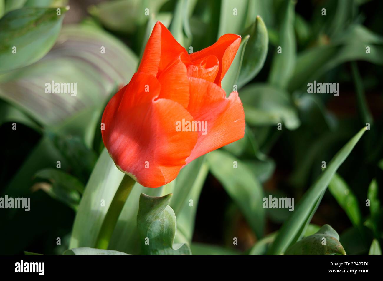 Gros plan d'une tulipe rouge fleurissant au printemps, avec des pétales éclatants et des feuilles vertes à la lumière naturelle du jardin. Arundel, Angleterre Banque D'Images